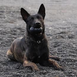 V - Gold brindle female Dutch Shepherd puppy in Copperopolis, California from The Canine Ranch