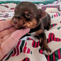 Chocolate and tan girl - Chocolate and tan female Yorkshire Terrier puppy in Odenville, Alabama from Yorkie Prints