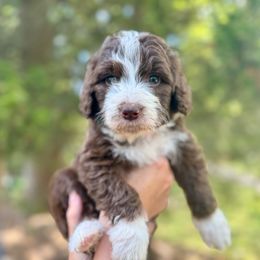 Maverick (red) - Aussiedoodle puppy from Doodle Duo