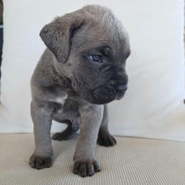 Male formentino 2 - Gray and fawn male Cane Corso puppy in Jacksonville, North Carolina from Coliseum de Cassiope