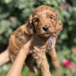 Blue collar - Red  male Goldendoodle puppy in North Carolina from Lynes of Doodles