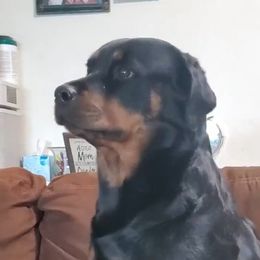 Exena - Rottweiler