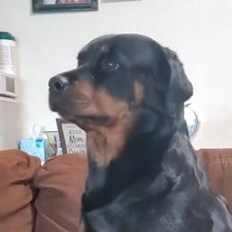 Exena - Rottweiler