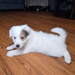 Bingo - Saddleback sable female Border Collie puppy in Piedmont, South Carolina from Soaring Borders Border Collies
