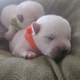 2nd Pick Female - White female West Highland White Terrier puppy in Mayo, Florida from Carrot Tails LLC
