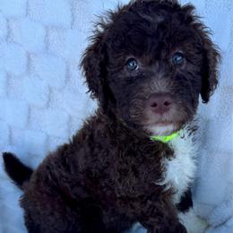 CUPCAKE - Chocolate female Goldendoodle puppy in Maricopa, Arizona from AZ Designer Goldendoodles