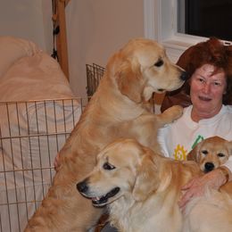 Golden Retrievers from Jacaranda Golden Retrievers