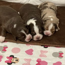 Toy Australian Shepherd Puppies from Loyal Litters Toy Australian Shepherds