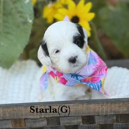 Starla - Black and chalk female Australian Labradoodle puppy in Citrus Heights, California from Elite Blend Labradoodles
