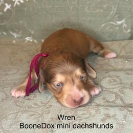 Wren - Cream female Dachshund puppy in Lexington, Oklahoma from BooneDox Miniature Dachshunds