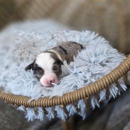 Almond - Blue merle male Miniature Australian Shepherd puppy in Killen, Alabama from Wilkers Wholehearted Mini Aussies