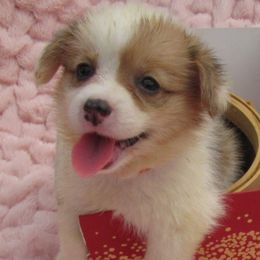 Cardigan Welsh Corgi and Pembroke Welsh Corgi Puppies from Victory Crown