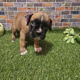 Miss Lilac - Fawn female Boxer puppy in Prairieville, Louisiana from Puppy Patch
