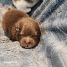 Gatlin 3,500 dollars - Chocolate and tan male Pomeranian puppy in Amelia, Ohio from Boujee Puff Poms