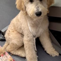 Summit - Yellow and white male Bernedoodle puppy in Yarnell, Arizona from Boulder Mountain Doodles