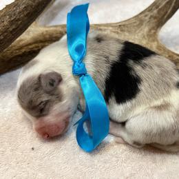 Smokie - Blue merle male Border Collie puppy in Henagar, Alabama from Ridge Kap Border Collies