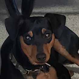 Cash - Miniature Pinscher