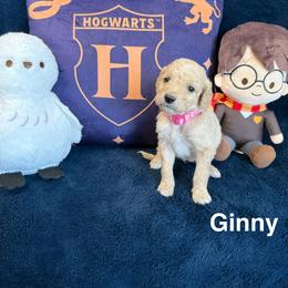 Ginny - Cream female Goldendoodle puppy in Conroe, Texas from Tails of Cypress