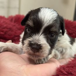 Boy 2 - Liver male Miniature Schnauzer puppy in Magalia, California from Cali Sun-kissed Schnauzers