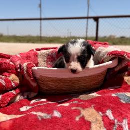 Dare - Tri-color female Border Collie puppy in Odessa, Texas from High Velocity Stockdogs