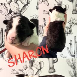 Sharon - Black female Border Collie puppy in Sanger, California from Flying M Cactus Ranch Buddies