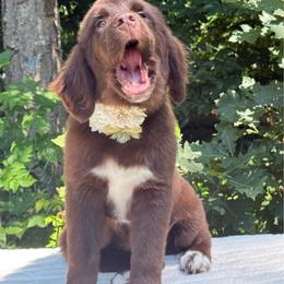 Beautiful OFA - Brown female Newfoundland puppy in Falmouth, Michigan from Dyer Lake Newfoundland’s