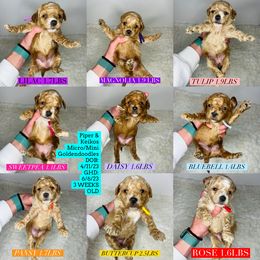 Aussiedoodle and Goldendoodle Puppies from Hot Springs Kennels