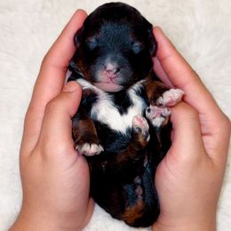 Ginger Spice - Phantom female Goldendoodle puppy in Kissimmee, Florida from Poodle Doodle Kennels