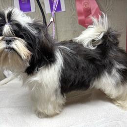 Aria - Shih Tzu