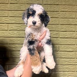 Jasper - Merle male Bernedoodle puppy in Carmichaels, Pennsylvania from JensenBelle Doodles