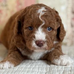 Hanalei - Red female Cavapoo puppy in Beckley, West Virginia from By Design Doodles