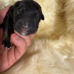 Alpha - Black and red male German Shepherd puppy in Pueblo West, Colorado from 5 Star German Shepherds aka Martin Family German Shepherds