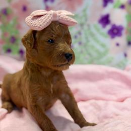 Lily - Red  female Goldendoodle puppy in Willacoochee, Georgia from Kitandkboodle's Doodles