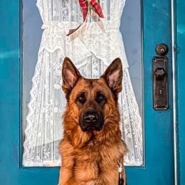 German Shepherd and Golden Retriever All Grown Up from A&K Elite Kennel’s