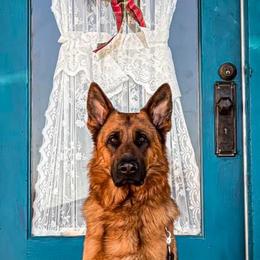 German Shepherd and Golden Retriever All Grown Up from A&K Elite Kennel’s