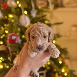 Miss Magenta - Cream female Goldendoodle puppy in Athens, Georgia from Moore Goldendoodles