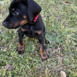 Miko - Red Collar - Black and rust male Doberman Pinscher puppy in Powder Springs, Georgia from Elite Dobermans of Atlanta