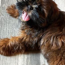 White - Tricolor female Shih Tzu puppy in Chico, California from North State Shih tzus