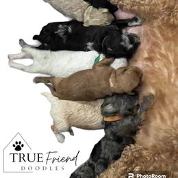 Goldendoodle Puppies from True Friend Doodles