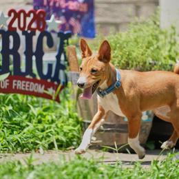 Spangled - Red and white male Basenji puppy in Hartford, Virginia from Haus Annandael Basenjis
