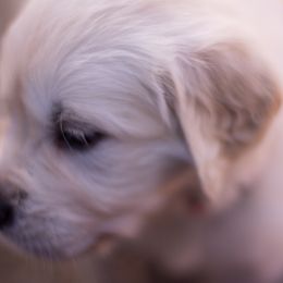 Golden Retriever Puppies from Big Rock Goldens