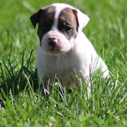 Female 7 - White and brindle female American Bulldog puppy in Xenia, Ohio from Bingham's Bulldogs LLC