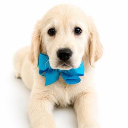 Winston - Light golden male Golden Retriever puppy in Chicago, Illinois from Urbane Retrievers