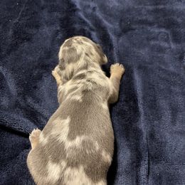 Dachshund Puppies from Monicas Mini Dachshunds