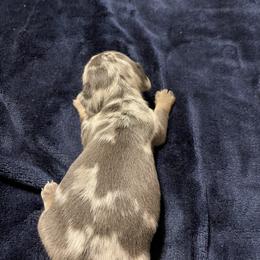 Dachshund Puppies from Monicas Mini Dachshunds