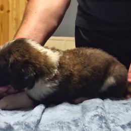 Girl 4 - Brown and white female Saint Bernard puppy in Clover, South Carolina from Sweetest Saints