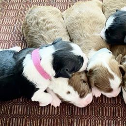 Aussiedoodles, Goldendoodles, and Miniature Australian Shepherds from Clover Bar Kennels