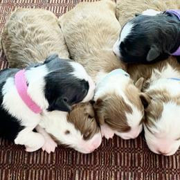Aussiedoodles, Goldendoodles, and Miniature Australian Shepherds from Clover Bar Kennels