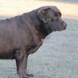 Labrador Retriever Puppies from Penny Lane Labradors