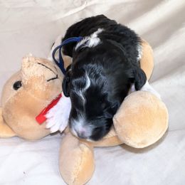 Swiss Roll - Parti male Goldendoodle puppy in Greensboro, Georgia from B’s Doodles